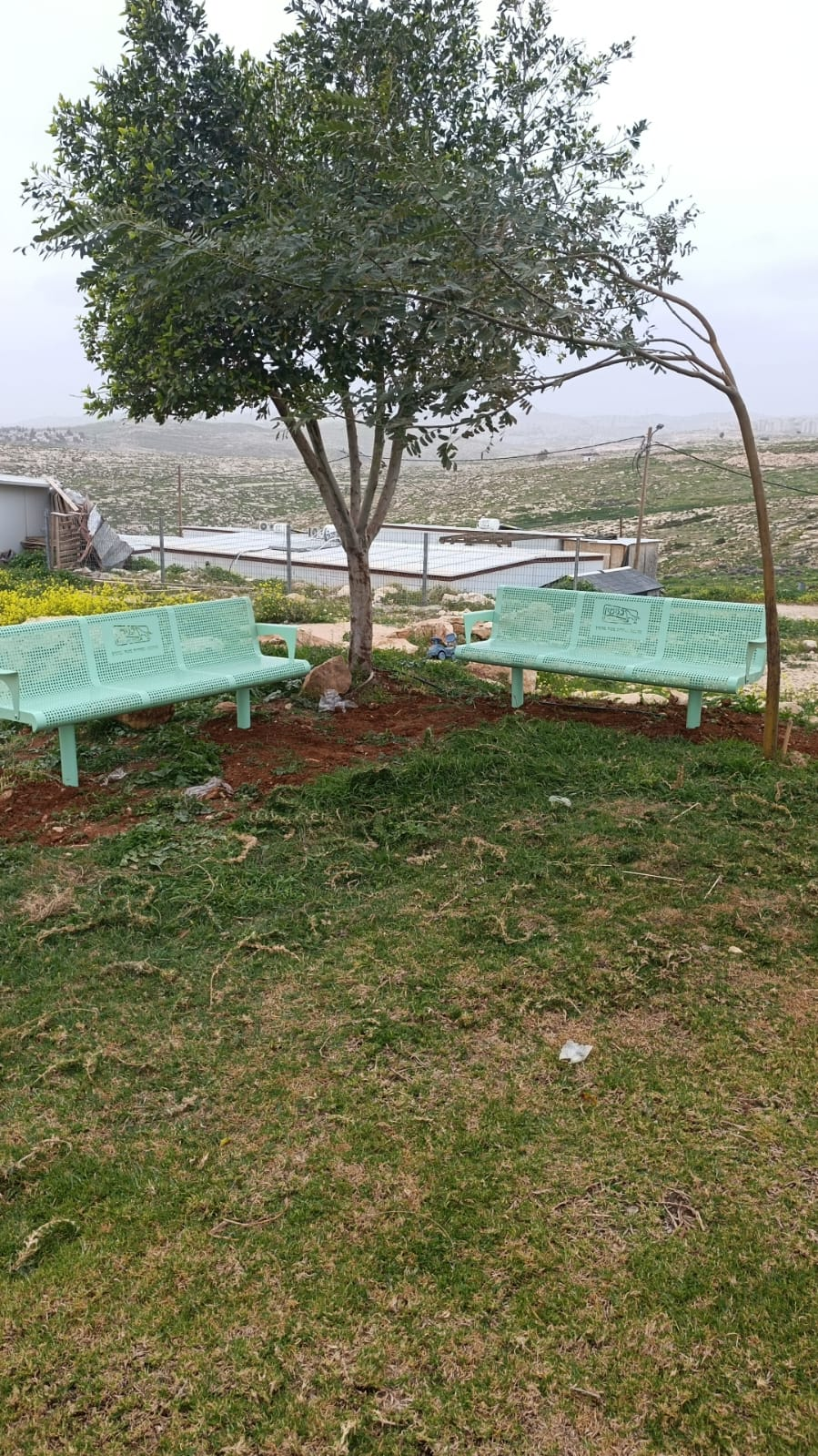 ערבה ידית מטה בנימין ירוק